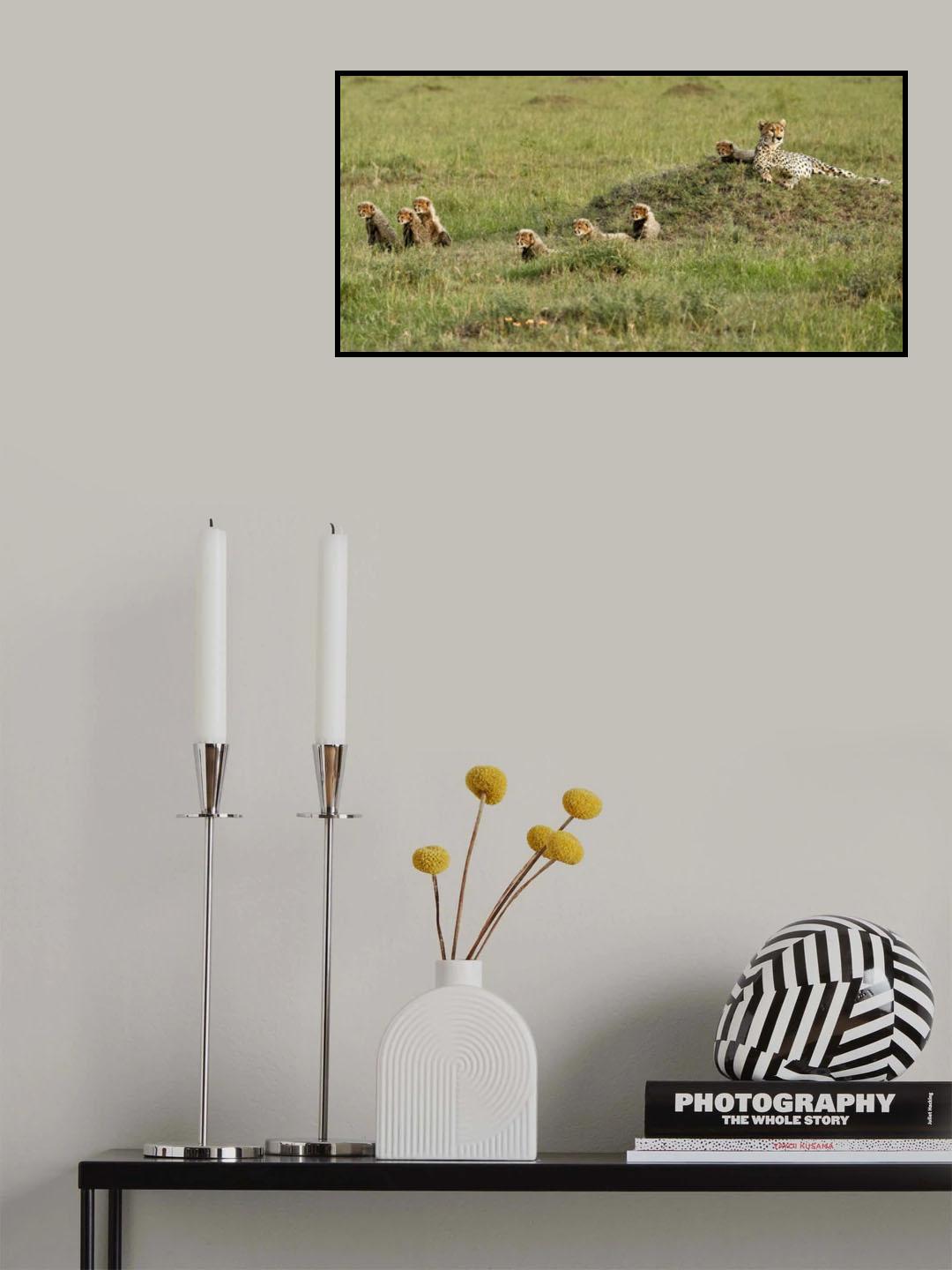 Cheetah with 7 cubs! Poster och Canvastavla