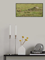 Cheetah with 7 cubs! Poster och Canvastavla