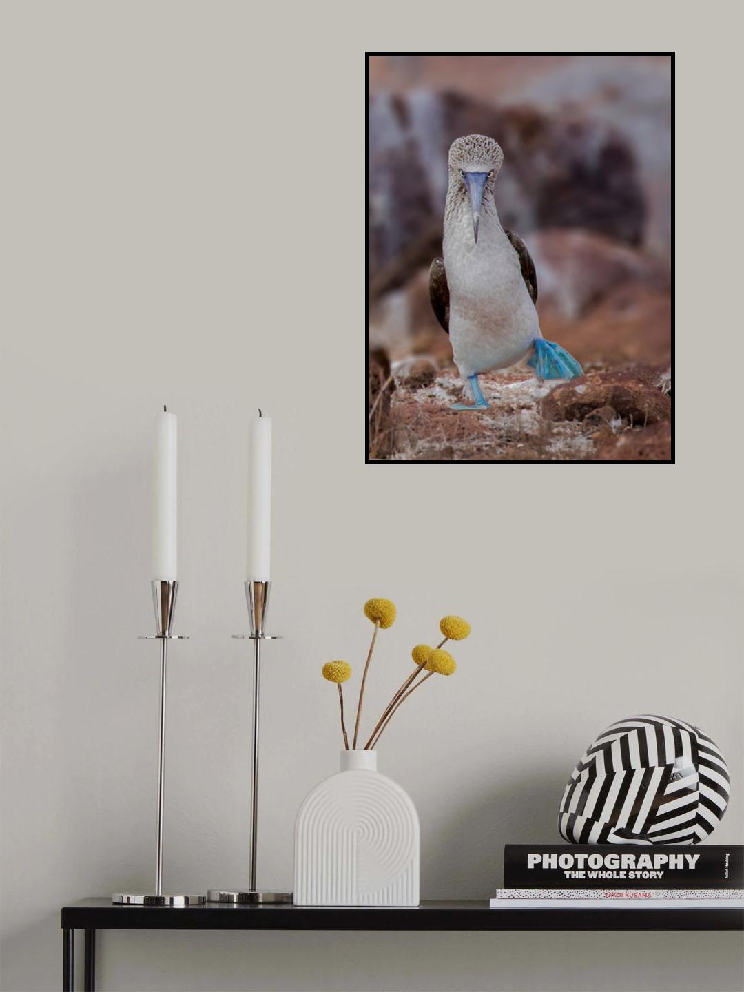 Blue-footed Booby Poster och Canvastavla