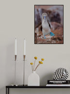Blue-footed Booby Poster och Canvastavla
