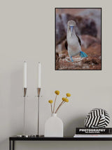 Blue-footed Booby Poster och Canvastavla