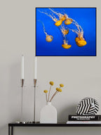 Dancing Jellyfish, #300 Poster och Canvastavla