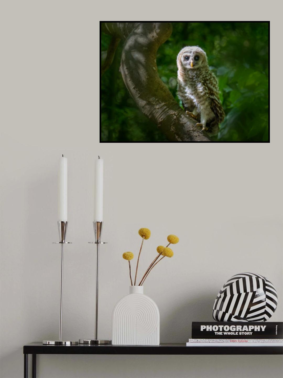 Eyes of Wonder: A Young Barred Owl's Curiosity Poster och Canvastavla