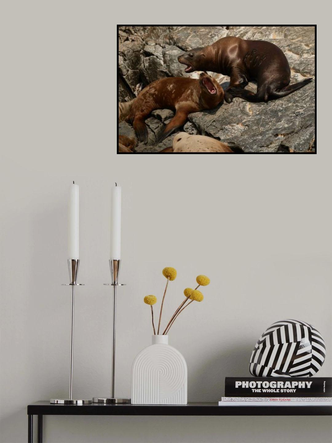 Pacific eared seals Poster och Canvastavla