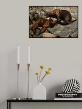 Pacific eared seals Poster och Canvastavla