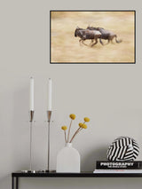 Wildebeests On The Run Poster och Canvastavla