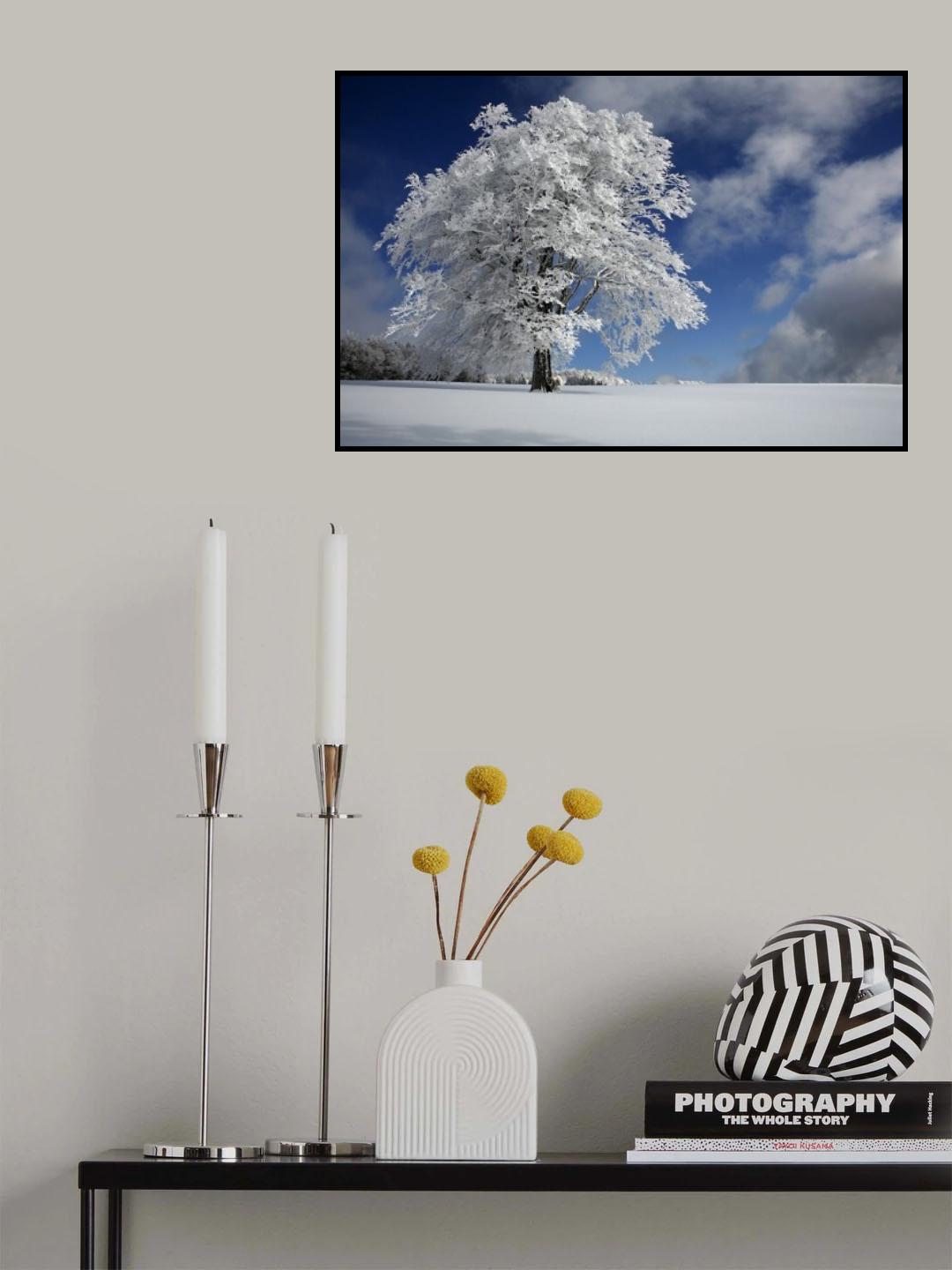 White Windbuche in Black Forest Poster och Canvastavla
