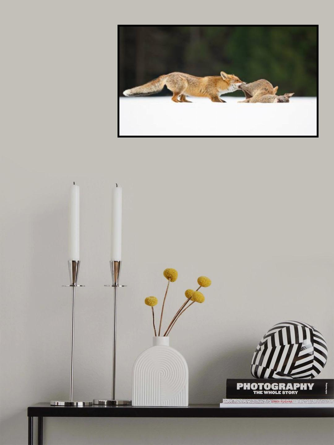 Red fox Poster och Canvastavla