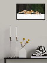 Red fox Poster och Canvastavla