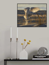 Fly at morning light. Poster och Canvastavla