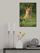 Peek-a-Boo Poster och Canvastavla