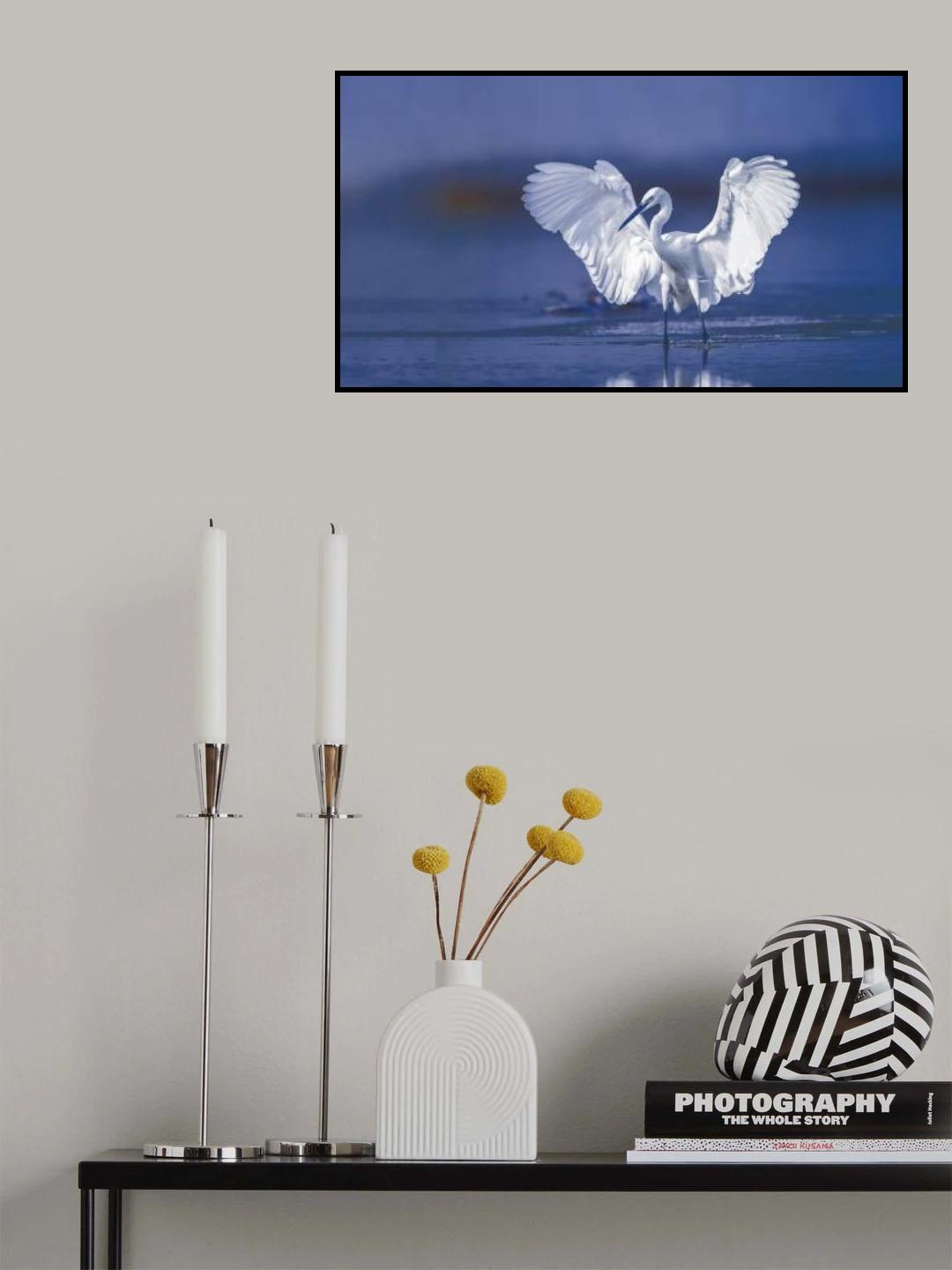 Little egret Poster och Canvastavla