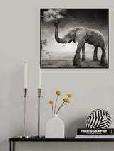 The story of elephants Poster och Canvastavla