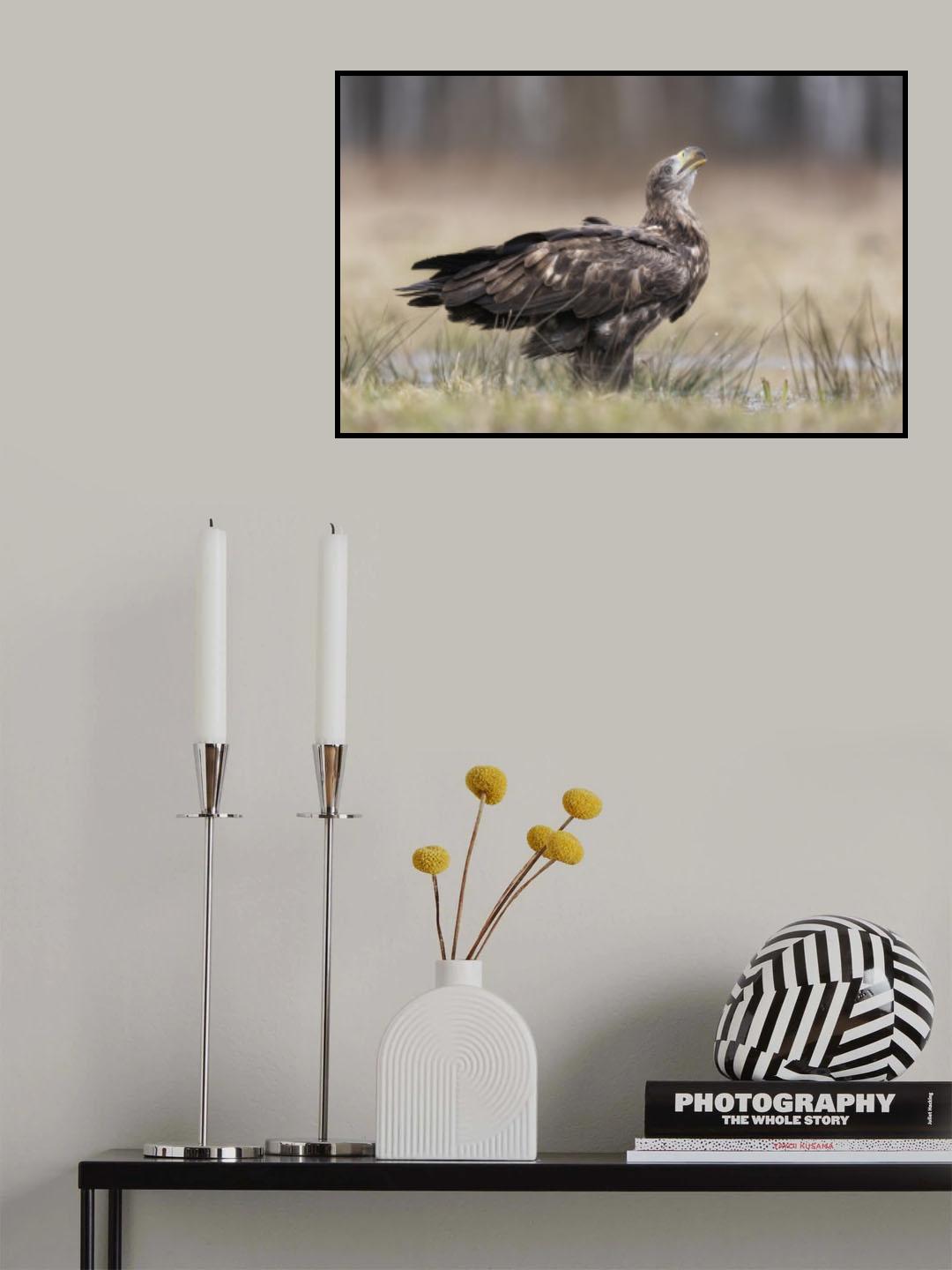 aquila di mare coda bianca Poster och Canvastavla