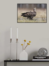 aquila di mare coda bianca Poster och Canvastavla