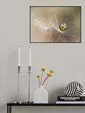 Star of dandelion Poster och Canvastavla