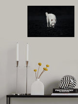 Dogs of Iceland Poster och Canvastavla
