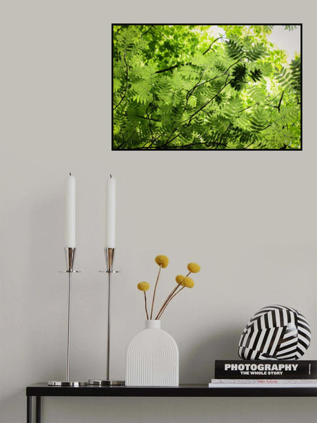 Rowan Tree Canopy Poster och Canvastavla