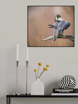 Preening Poster och Canvastavla