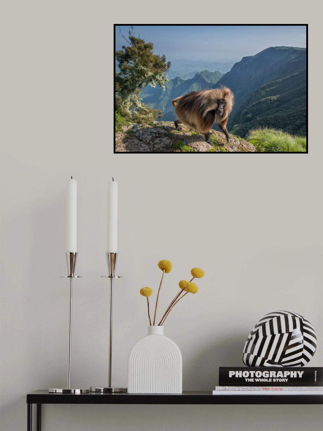 Lion monkey Poster och Canvastavla