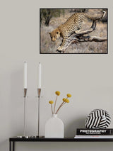 cat Poster och Canvastavla