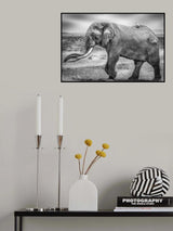 Mighty Tim and friend Poster och Canvastavla