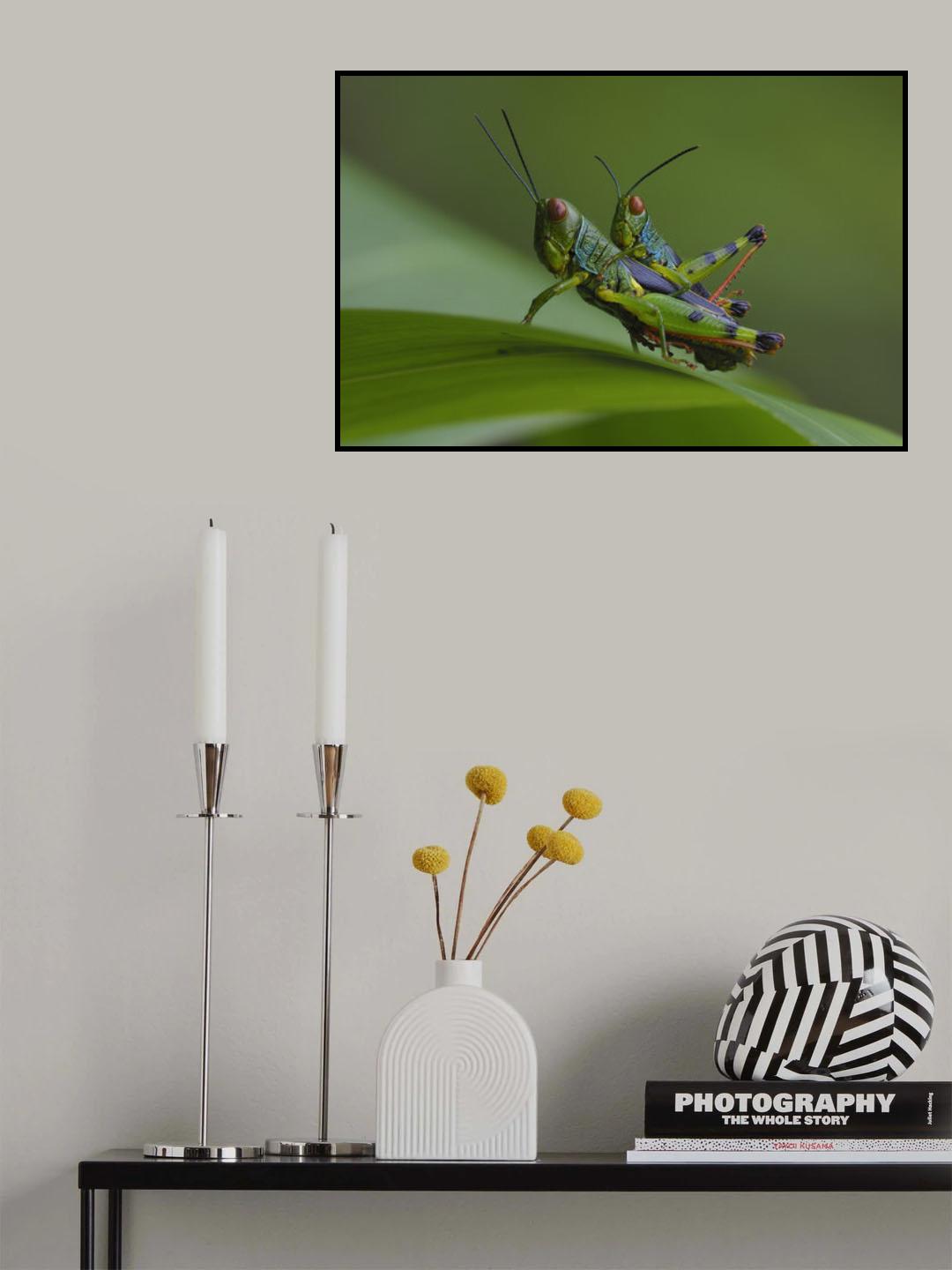 Grasshopper Poster och Canvastavla