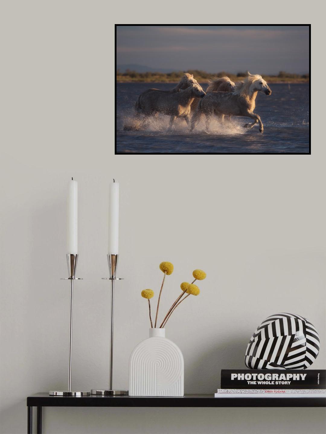 Angels of Camargue Poster och Canvastavla