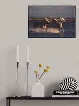 Angels of Camargue Poster och Canvastavla