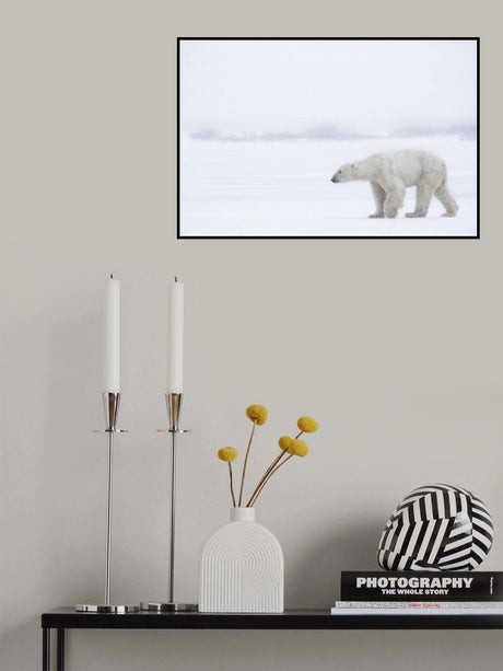 Polar Bear Poster och Canvastavla