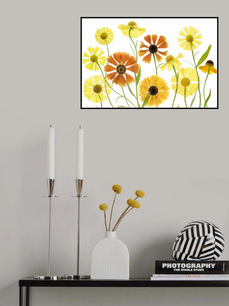 Helenium Poster och Canvastavla