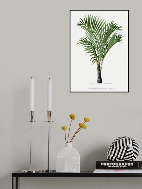 Xvii Hyophorbe V Poster och Canvastavla