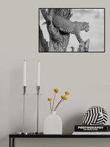 Big Cat Poster och Canvastavla