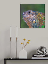 Iguana verde Poster och Canvastavla