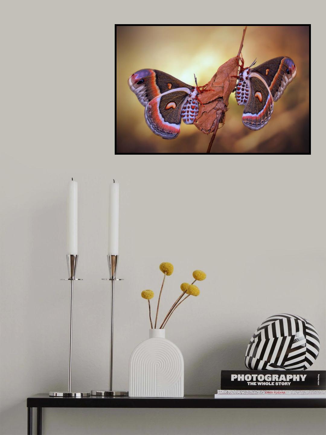 Robin moths Poster och Canvastavla