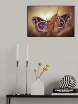 Robin moths Poster och Canvastavla