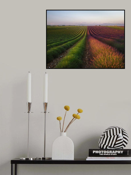 Field of lavender Poster och Canvastavla