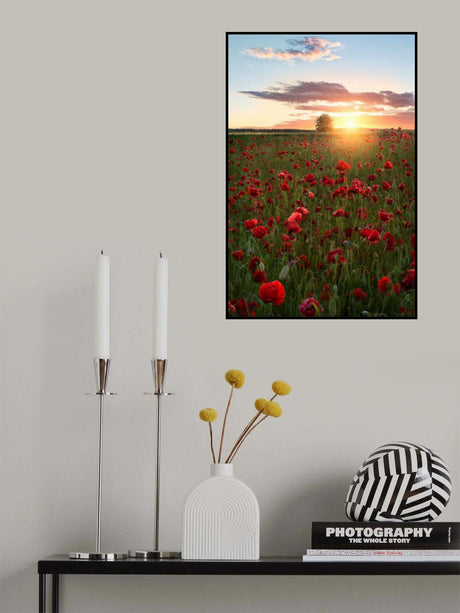 Poppy fields of Sweden Poster och Canvastavla