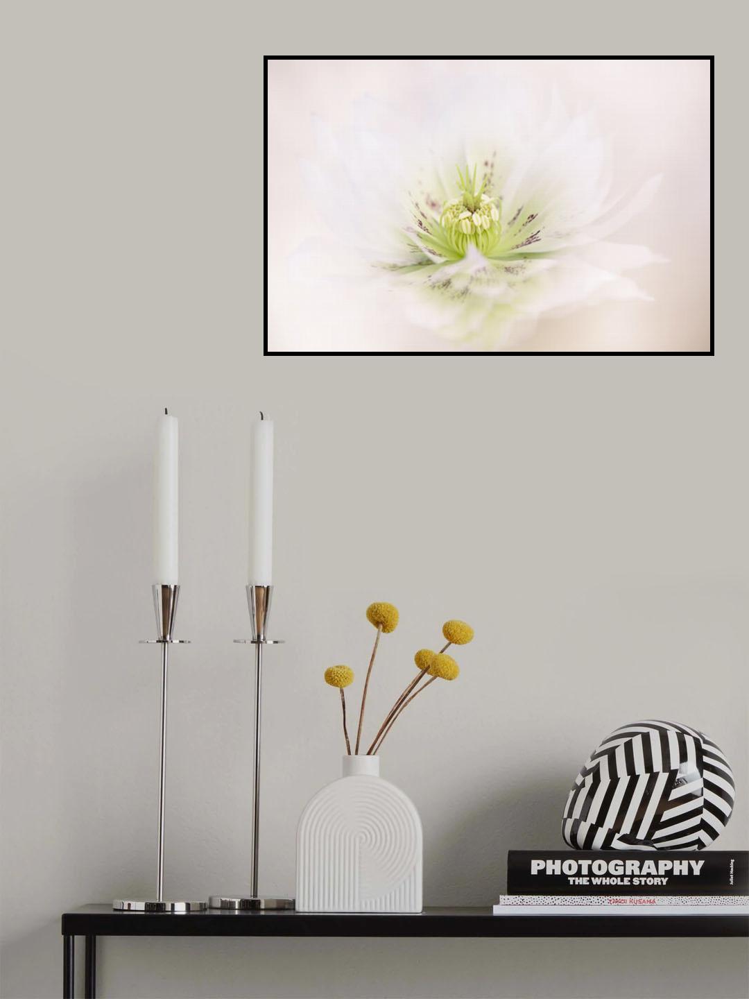 Lenten Rose Poster och Canvastavla