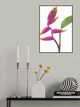 Lobster Claw Poster och Canvastavla