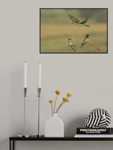 Bee-eaters Poster och Canvastavla