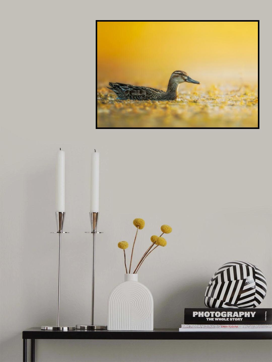 Garganey Poster och Canvastavla