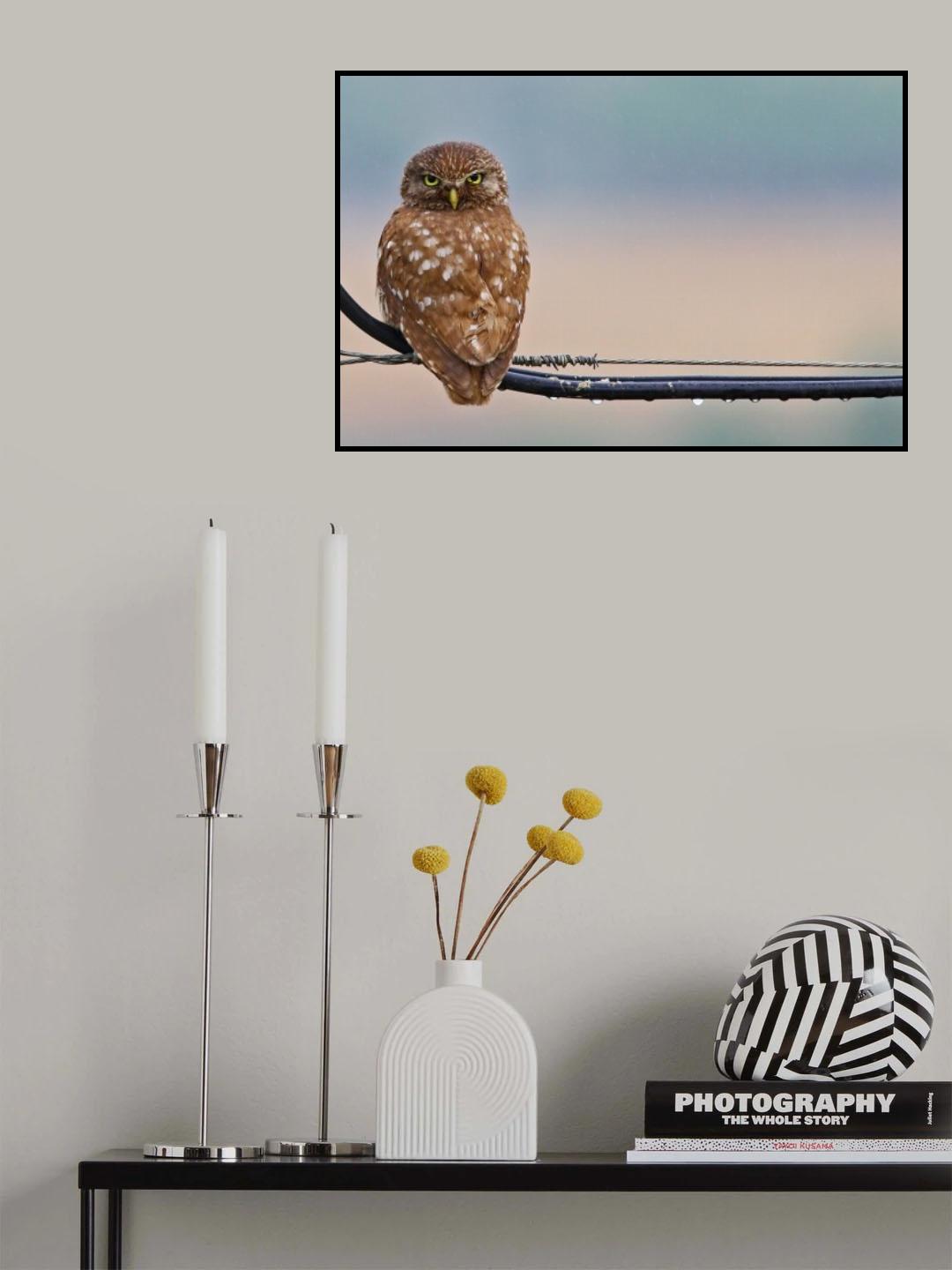 Pretty Little Angry Man Poster och Canvastavla