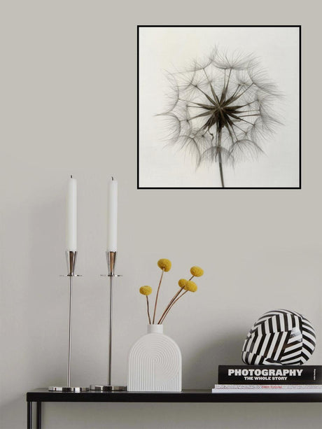 Tragopogon Poster och Canvastavla