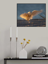 Snowy Owl in Early Morning Poster och Canvastavla