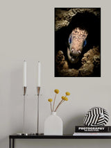 Moray Eel portrait Poster och Canvastavla