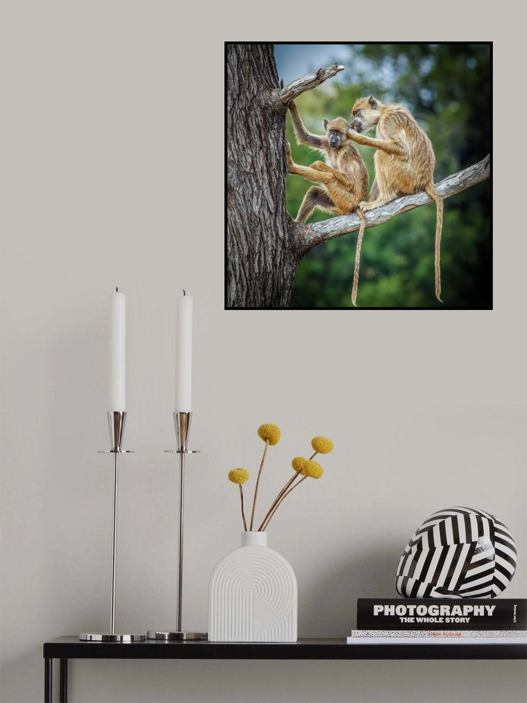 Two Baboons Poster och Canvastavla