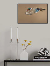 Wood Duck Poster och Canvastavla