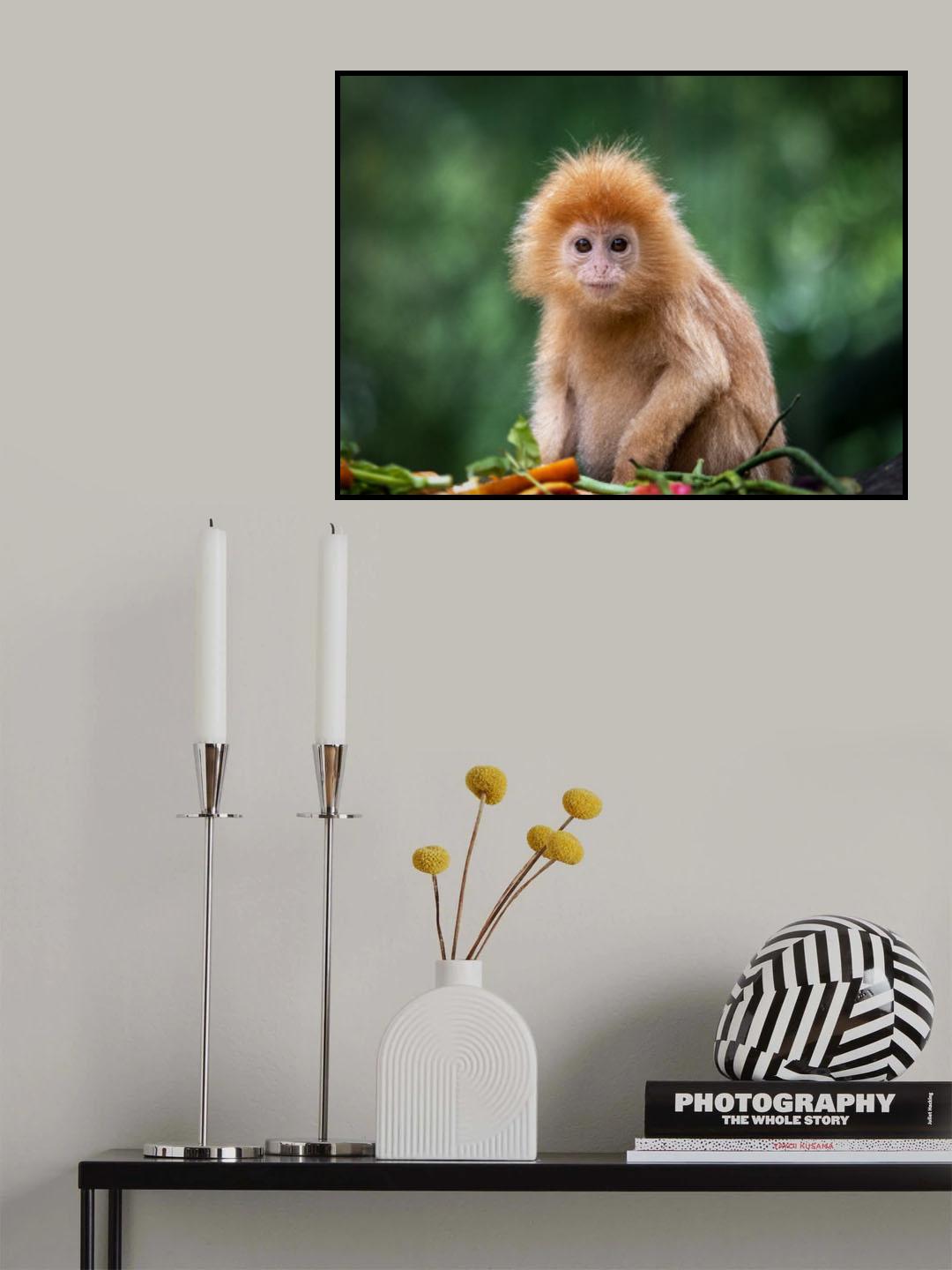 Baby lutung Poster och Canvastavla