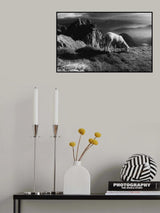 Sheep in the mountains Poster och Canvastavla